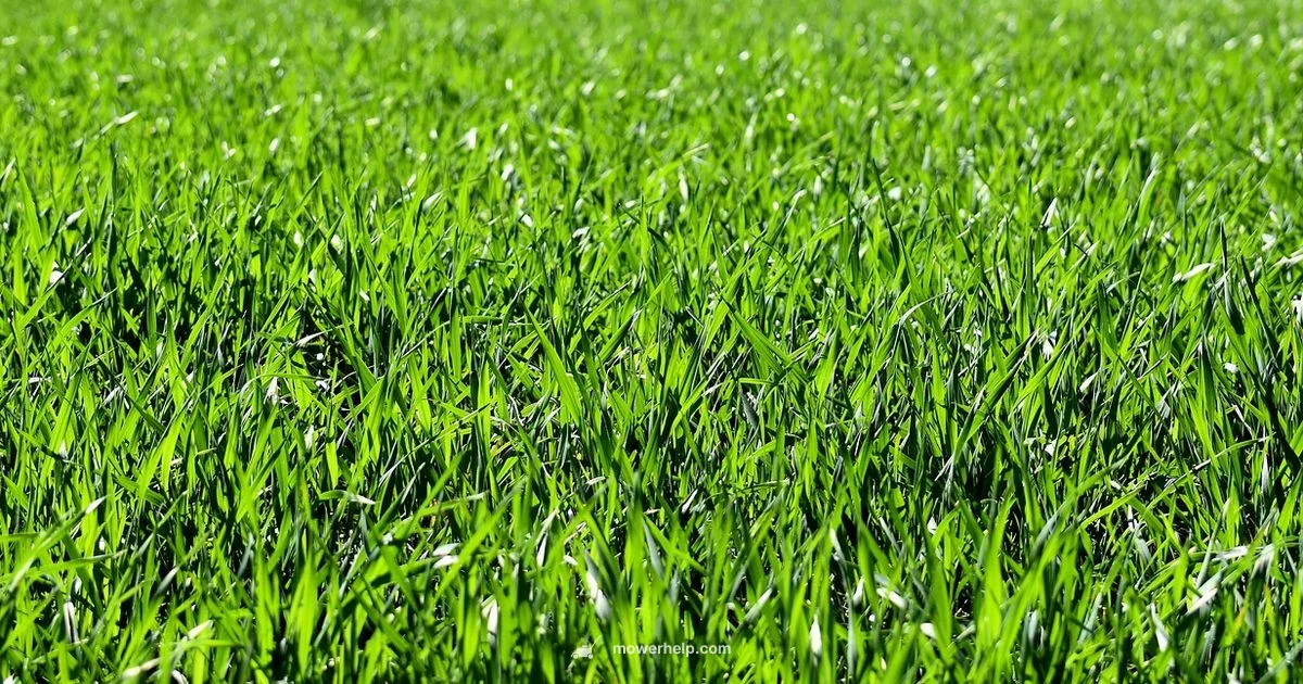 Grooming Tool Use - Mower Help