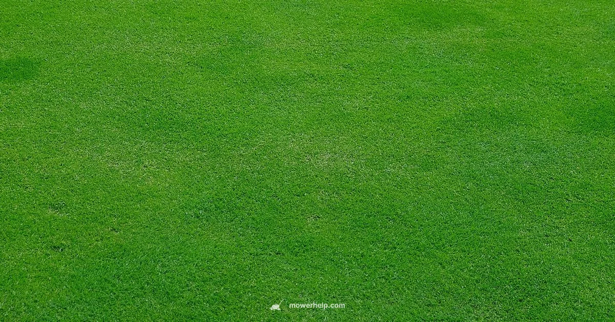 Oil Guide - Mower Help