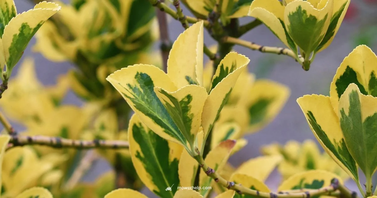 Lawn Mower Spindle Lawn Mower Spindle - Mower Help