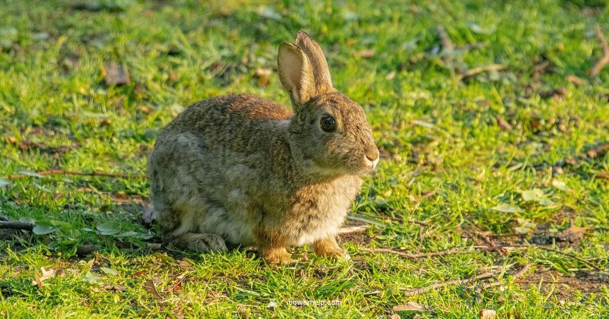 Push Lawn Mower Push Lawn Mower - Mower Help