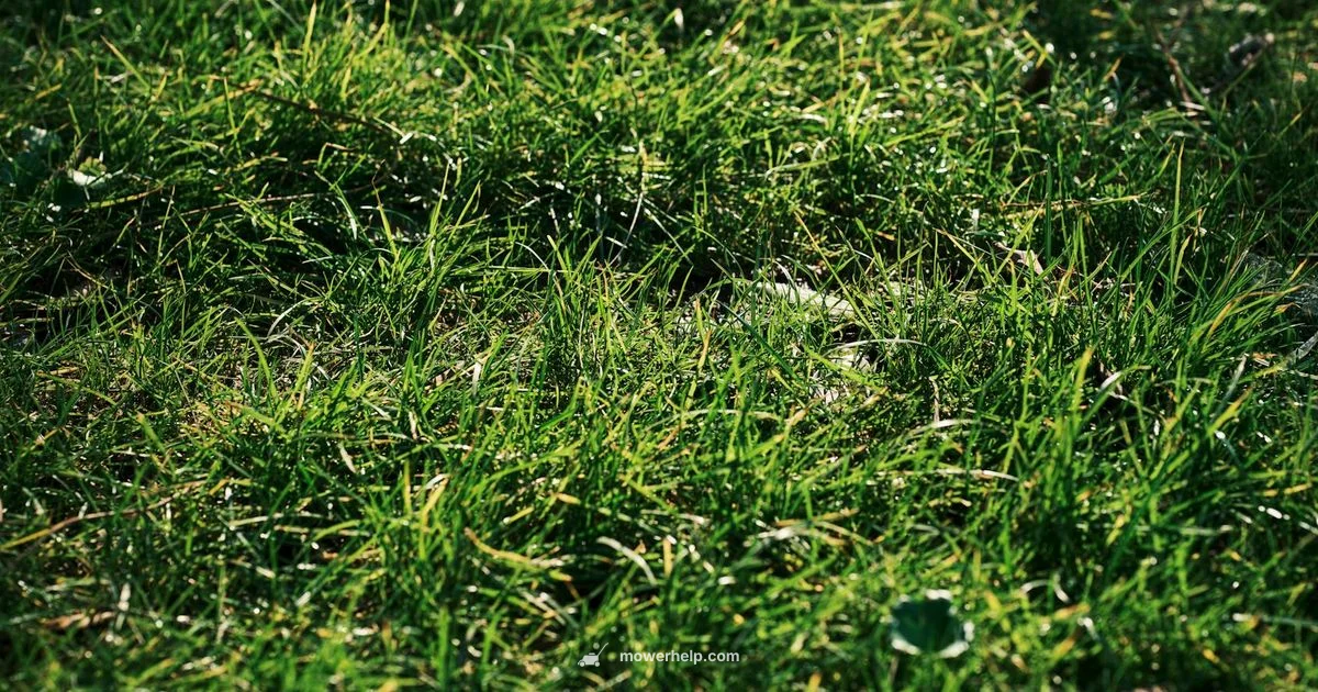 Grass Mower Guide - Mower Help