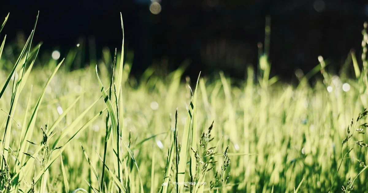 Murray Push Mower Guide - Mower Help