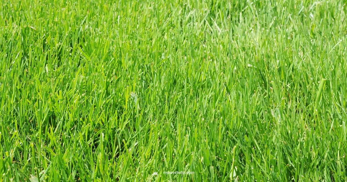 Lawn Mower Care - Mower Help