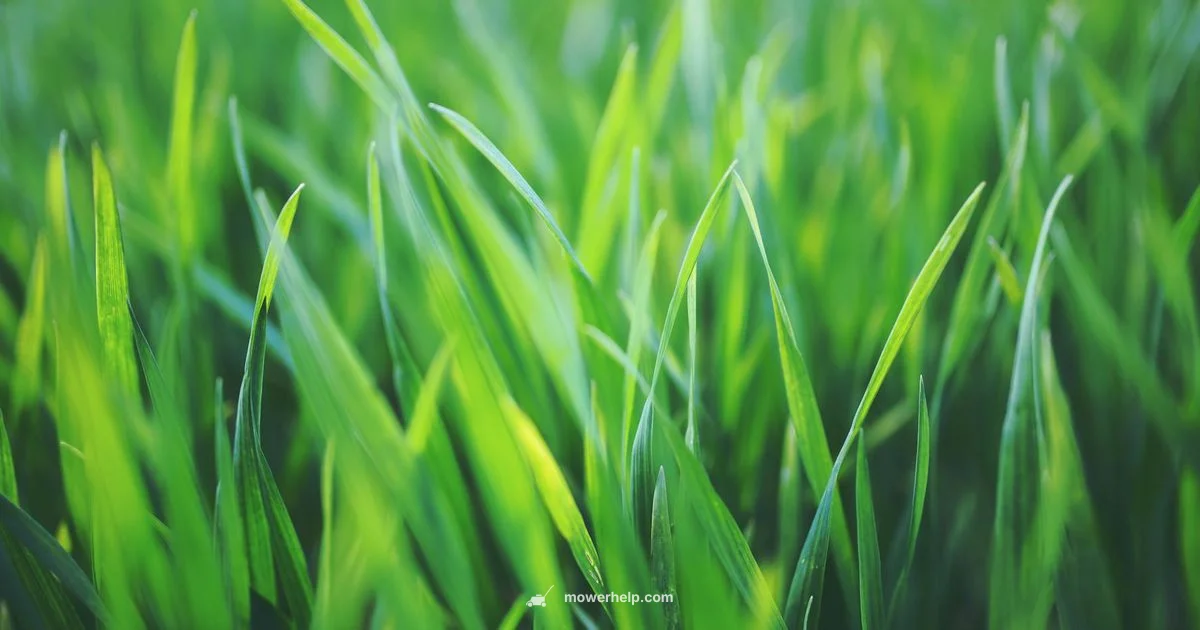 Thick-Grass Blade Guide - Mower Help