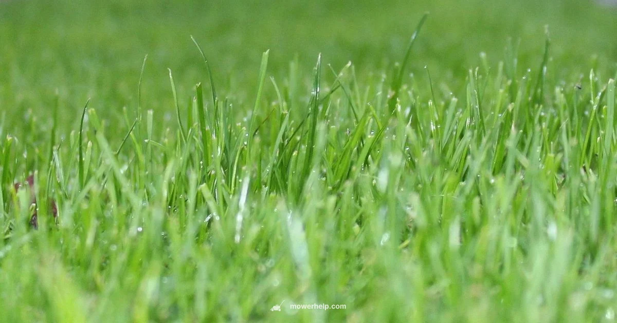 3.0 vs 4.0 - Mower Help