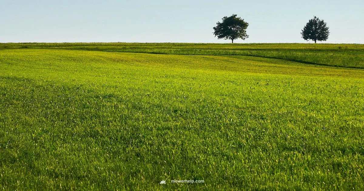 Lawn Mower Basics Lawn Mower Basics - Mower Help