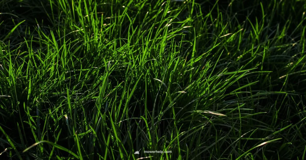 RedMax Zero Turn - Mower Help