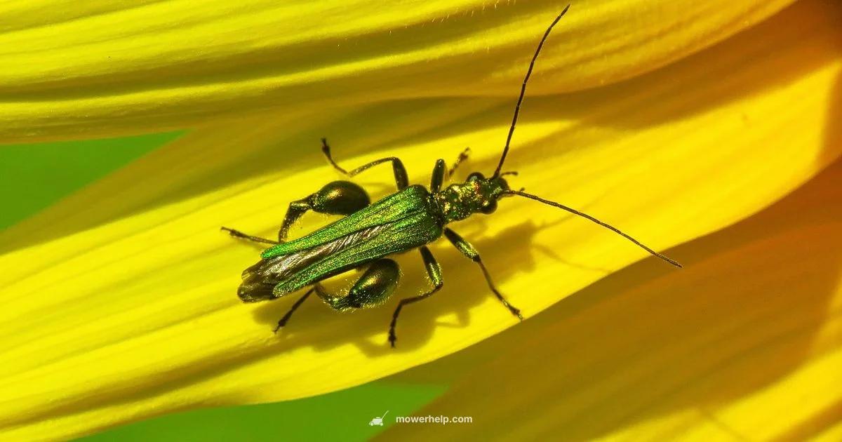 Fast Mower Guide - Mower Help