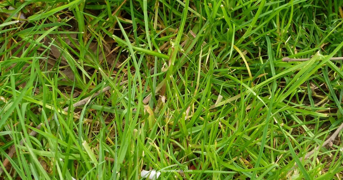 Lawn Mower Air Filter - Mower Help