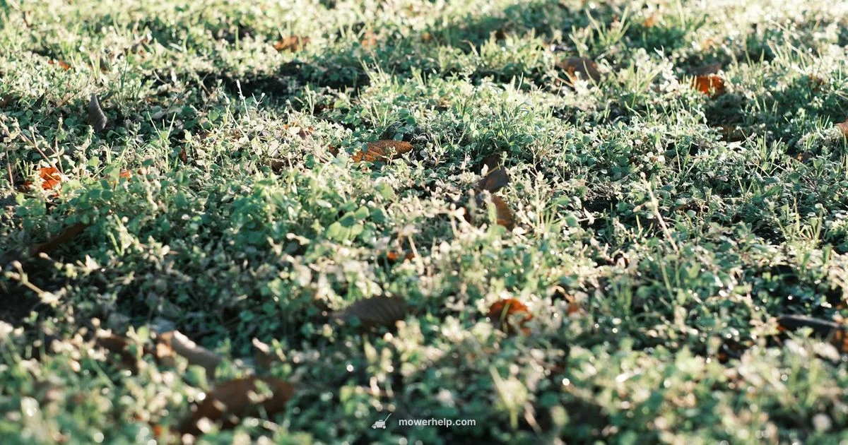 Cordless Mower Guide - Mower Help