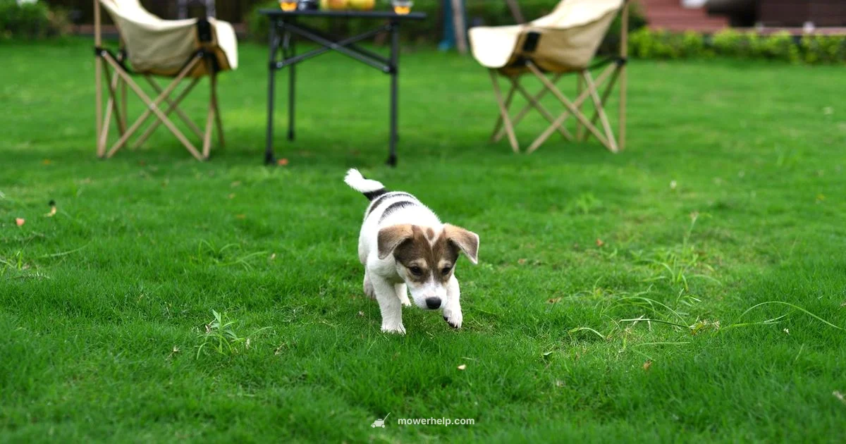 Small Battery Mower Small Battery Mower - Mower Help