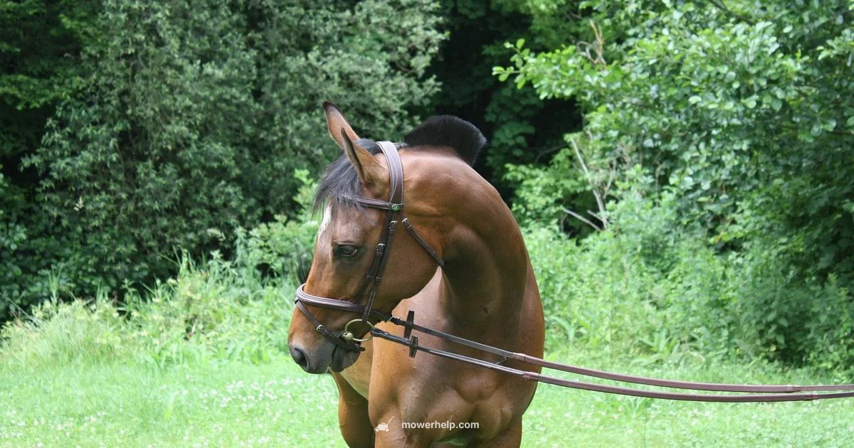 Riding Mower Showdown - Mower Help