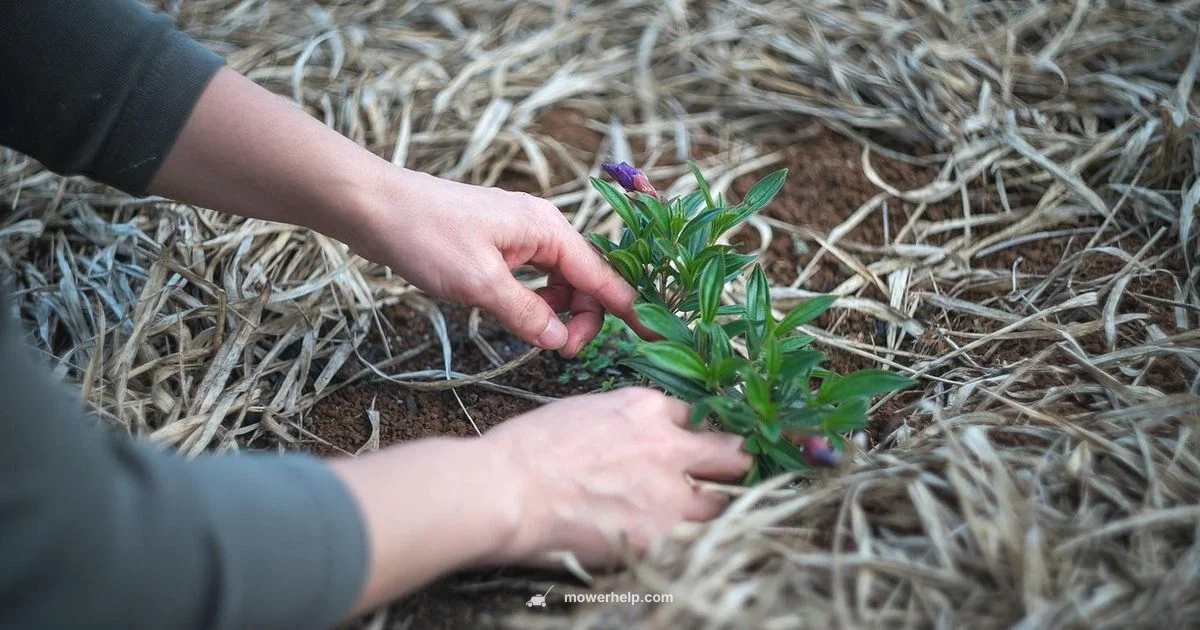 No-Mower Grass Cutting - Mower Help