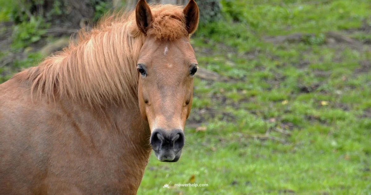 Value Riding Mower - Mower Help