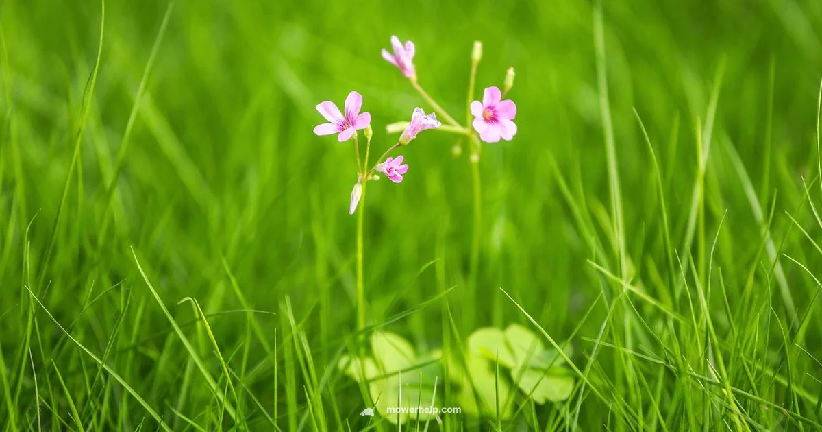 US-Made Mower Guide - Mower Help