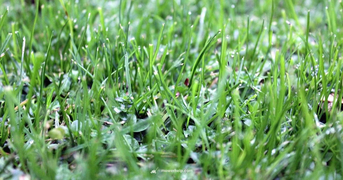 Electric Mower Guide - Mower Help