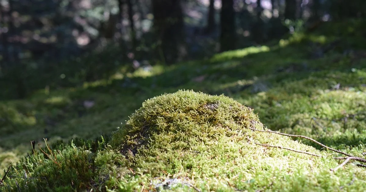 Gas Mower Guide Gas Mower Guide - Mower Help