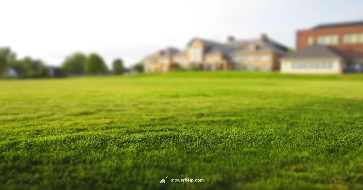 Small Yard Mower Guide - Mower Help