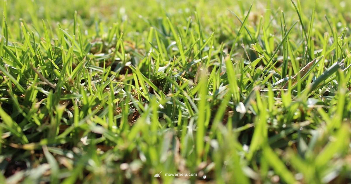 Lawn Mowing Essentials Lawn Mowing Essentials - Mower Help