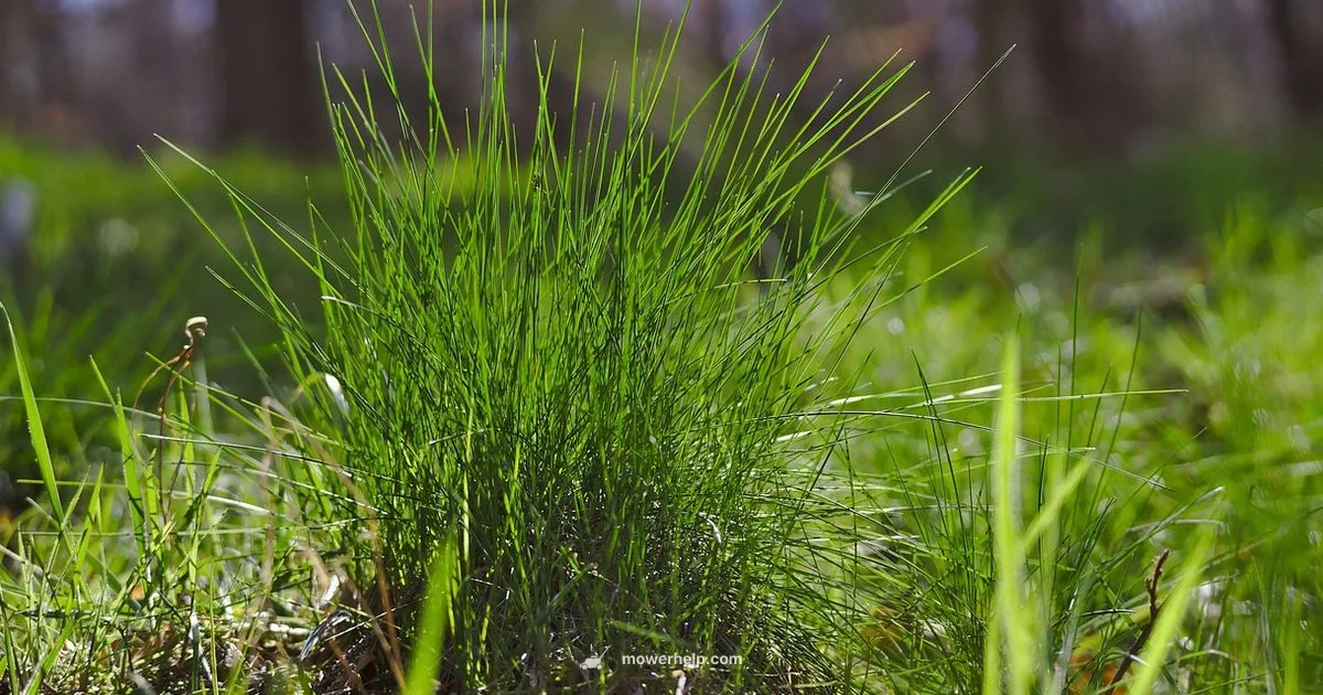 Top Mower Picks 2026 - Mower Help