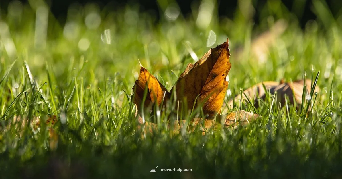 Fall Mower Deals Fall Mower Deals - Mower Help