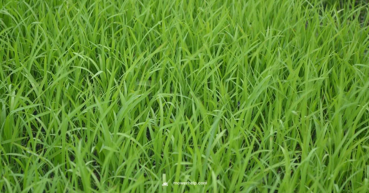 Oil Guide - Mower Help