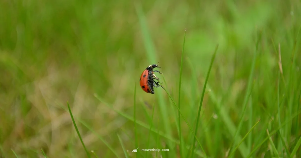 Outdoor Mower Storage - Mower Help