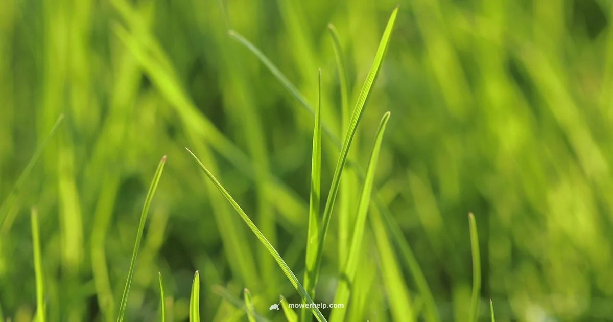 Does a Good Mower Matter - Mower Help