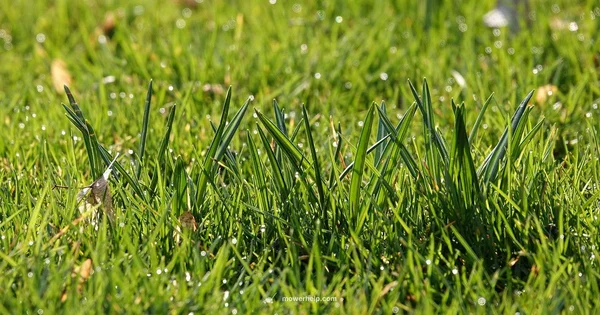 Break-In Basics - Mower Help