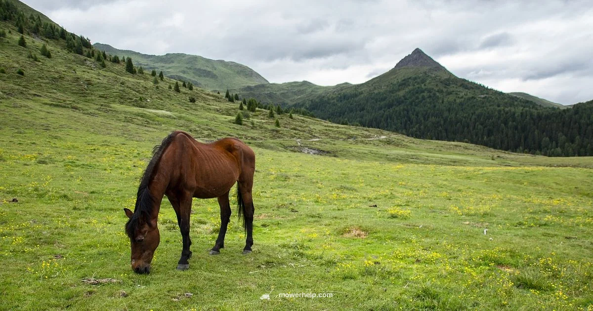 Murray Mower Review Murray Mower Review - Mower Help