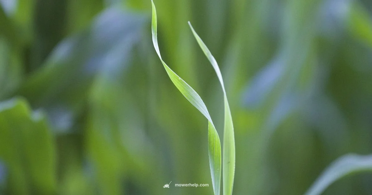 Toro Blade Guide - Mower Help