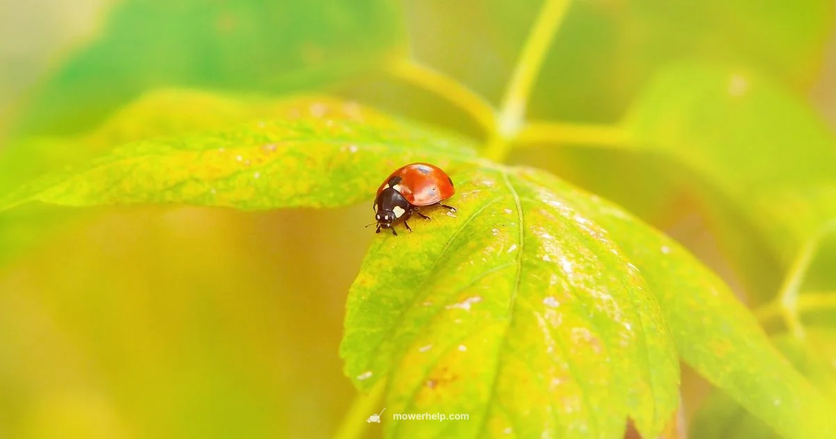 Lady Bug Friendly Mower - Mower Help