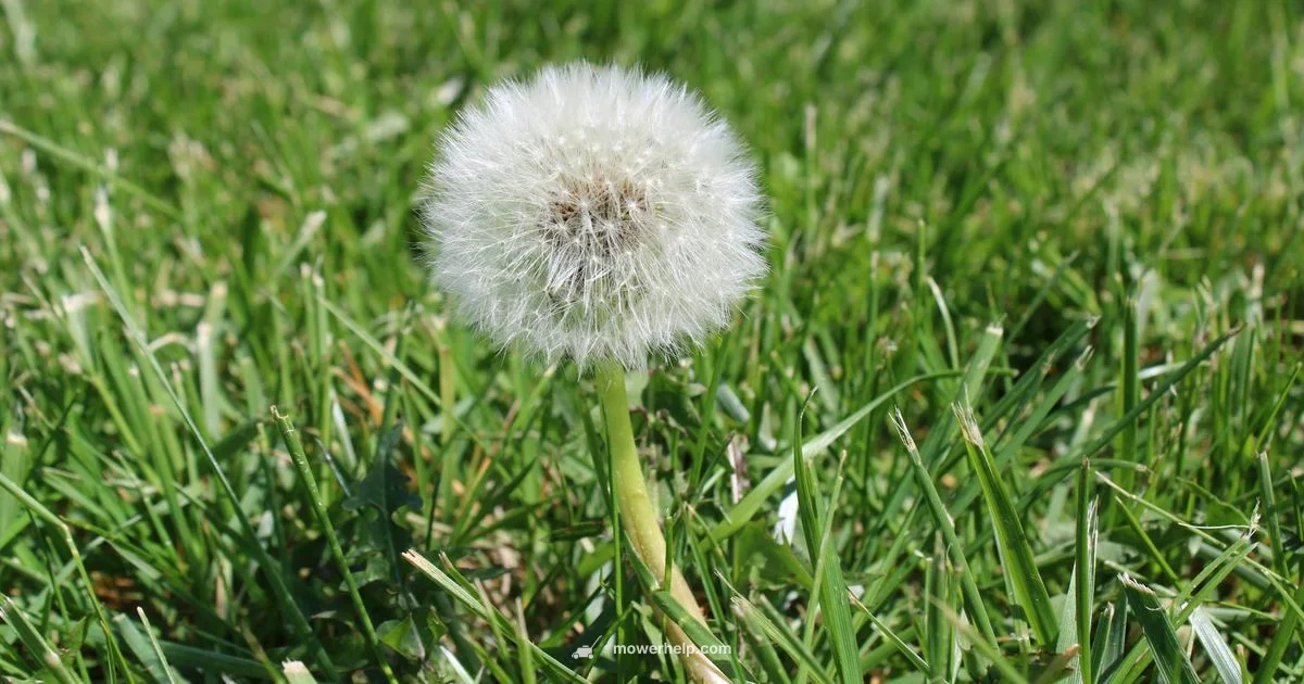 Greenworks Mower Guide - Mower Help