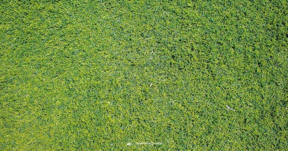 Toro Vortex Guide - Mower Help