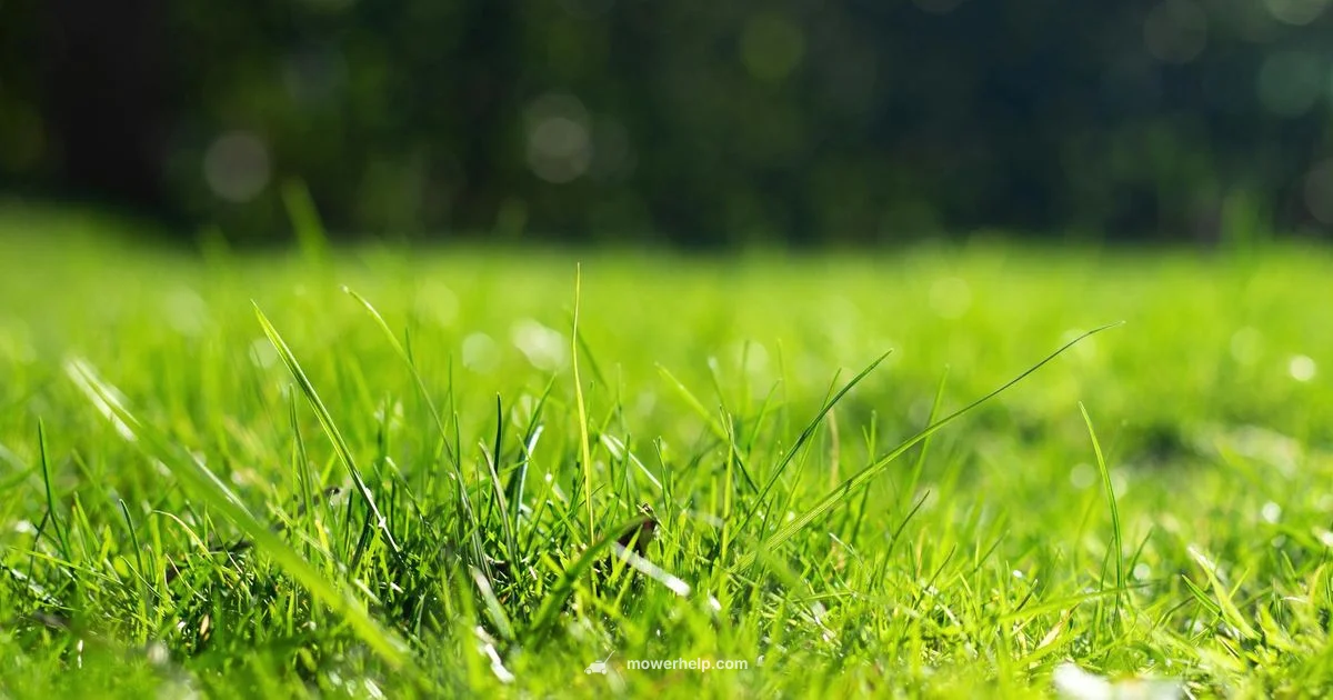 Roomba Lawn Guide - Mower Help