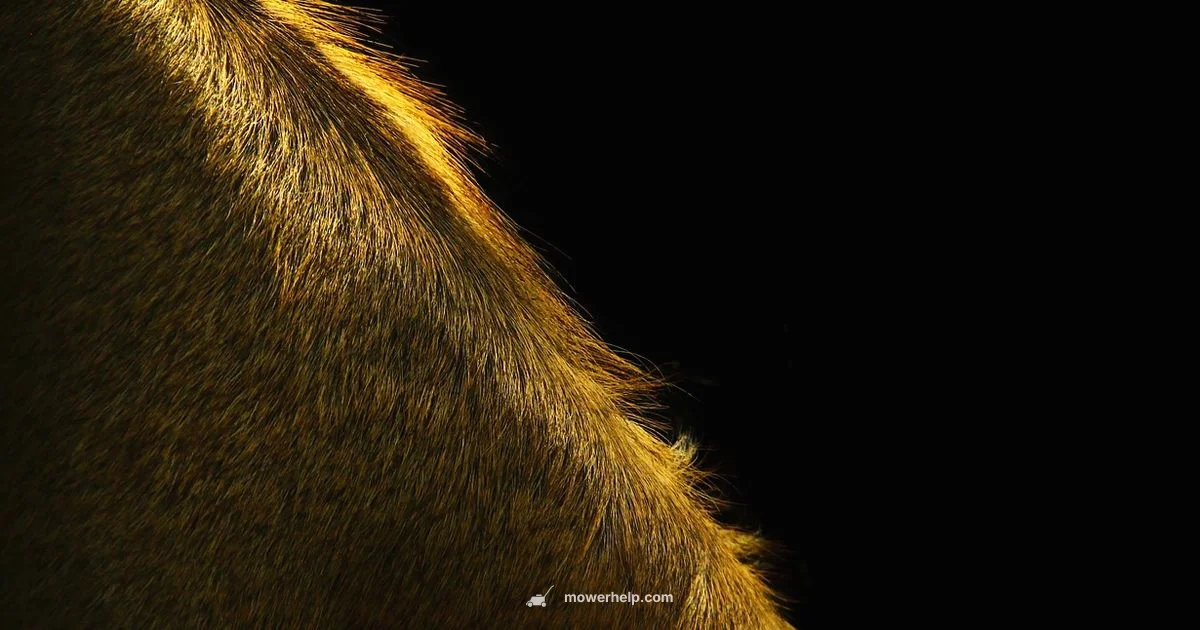 Husqvarna 775ex Review - Mower Help