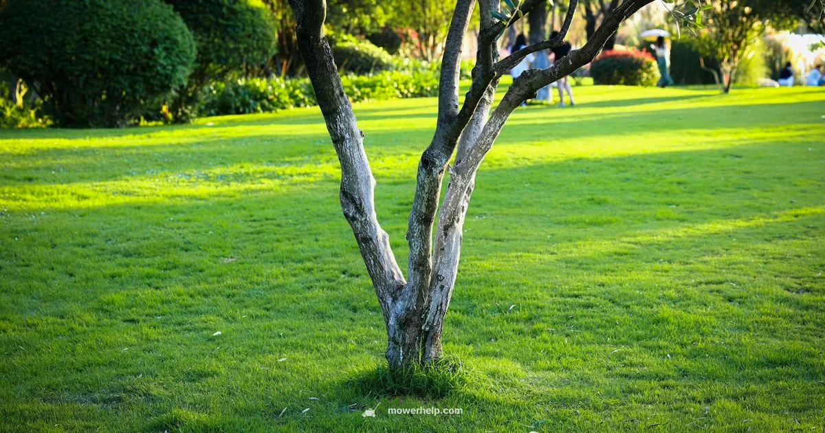 Lawn Care Essentials - Mower Help