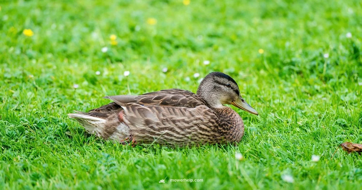 Mower Size Calculator - Mower Help