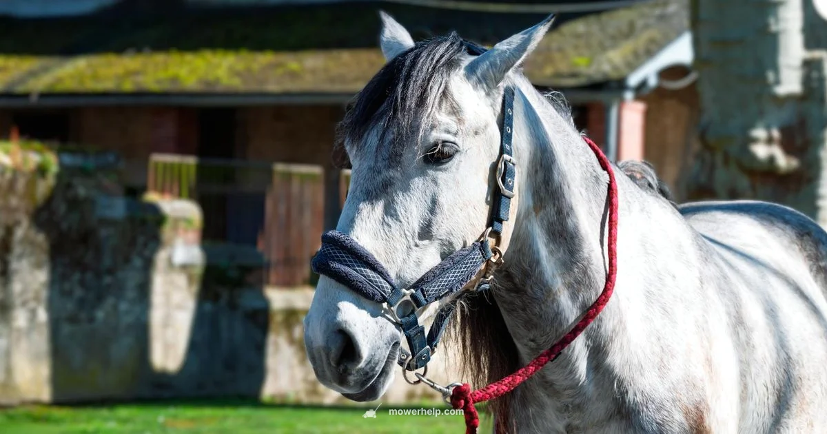 30-Inch Riding Mower - Mower Help