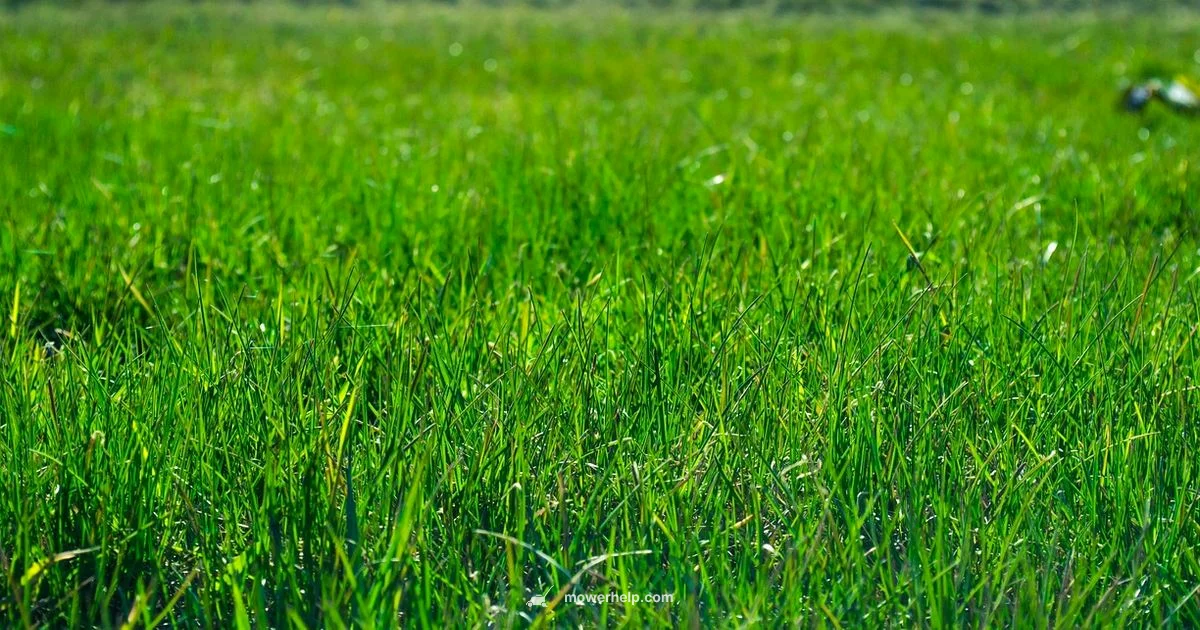 Grass Cutters Guide Grass Cutters Guide - Mower Help