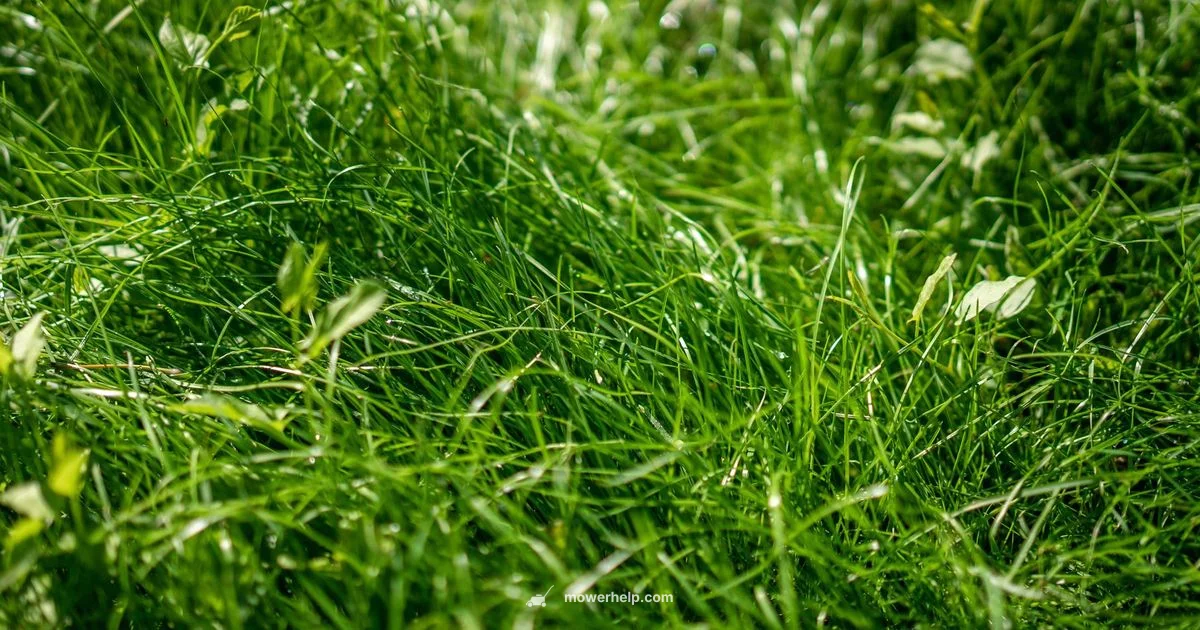 ZT2 60 Review - Mower Help