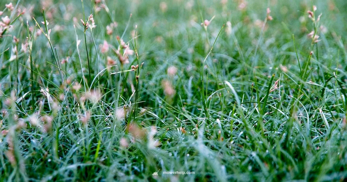 Recycler 22 Review - Mower Help