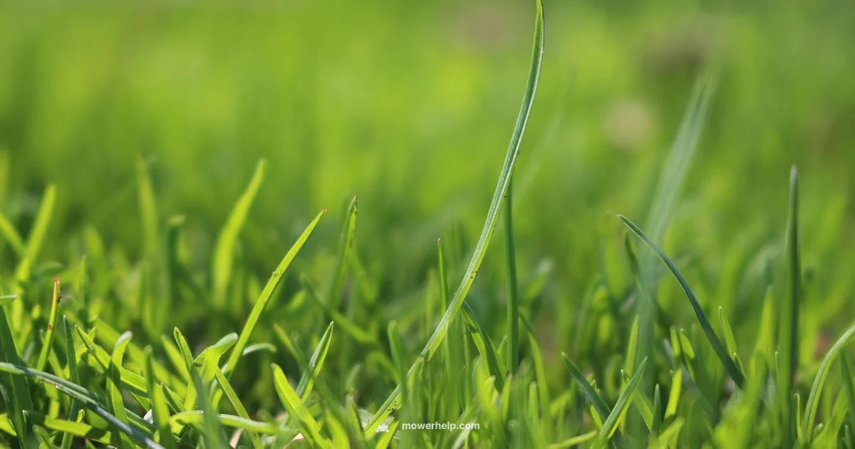 Blade Types Guide - Mower Help