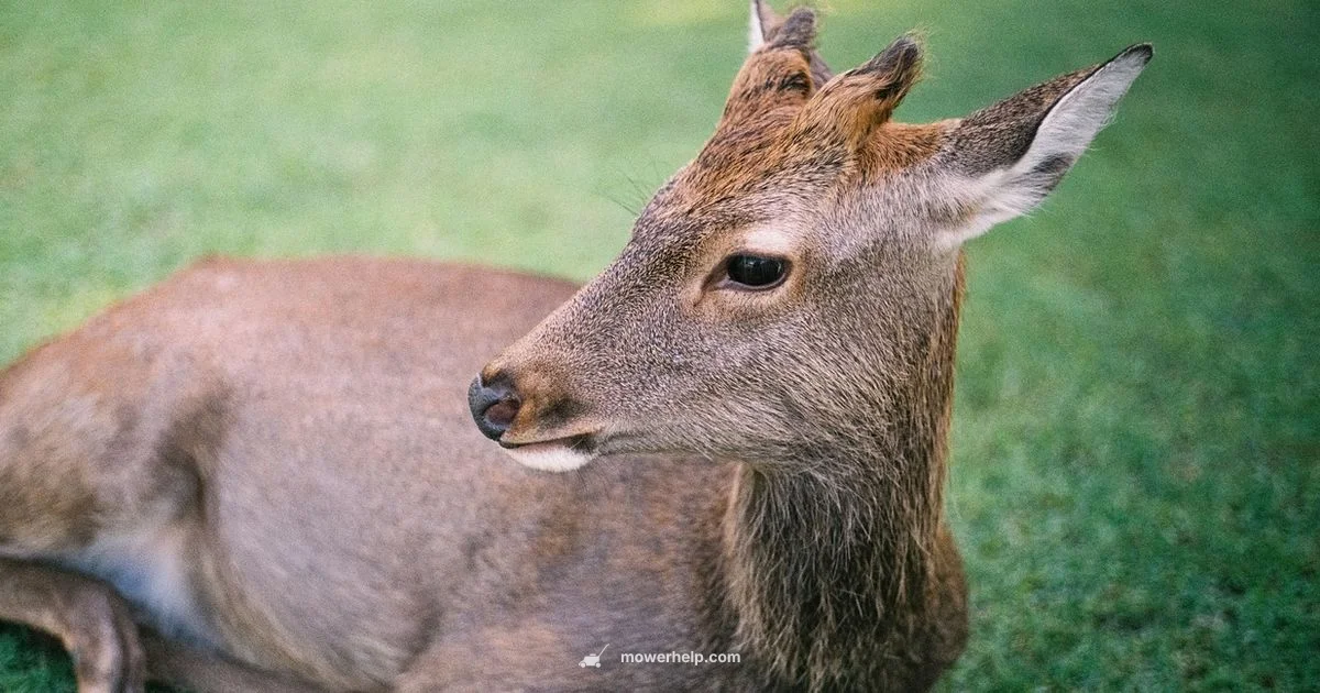 Toy Mower Guide - Mower Help