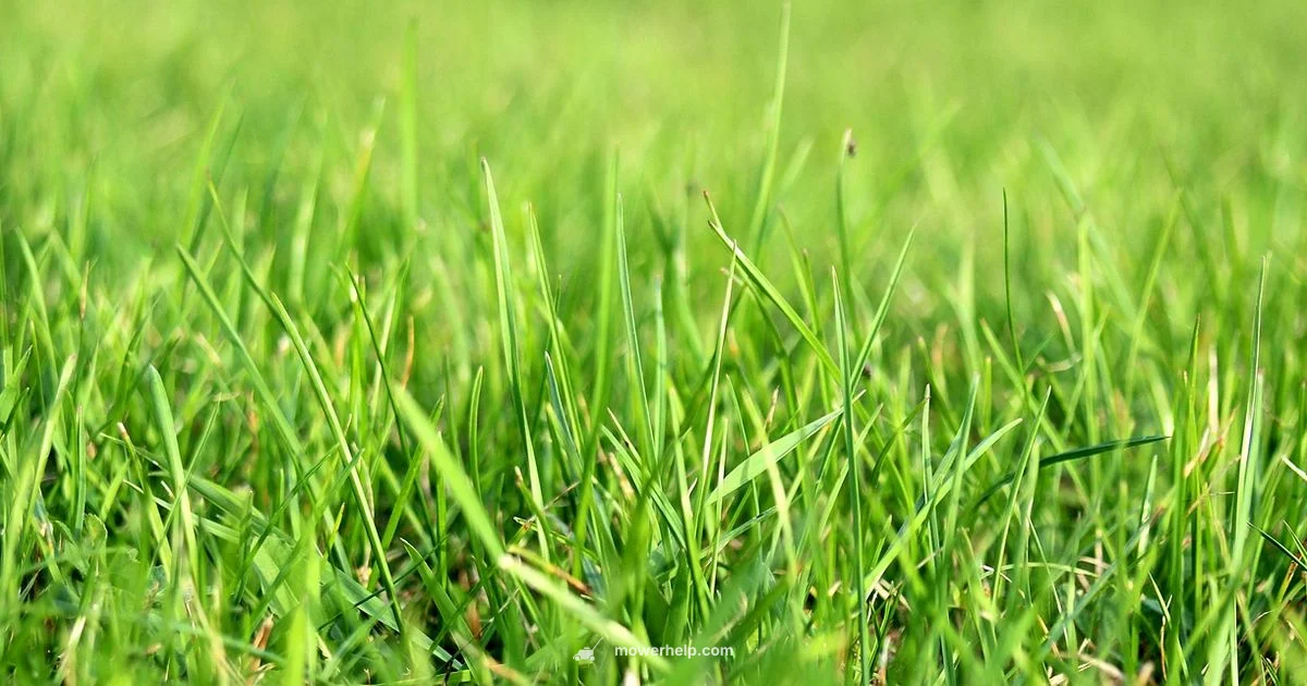 Quiet Precision Cut Quiet Precision Cut - Mower Help