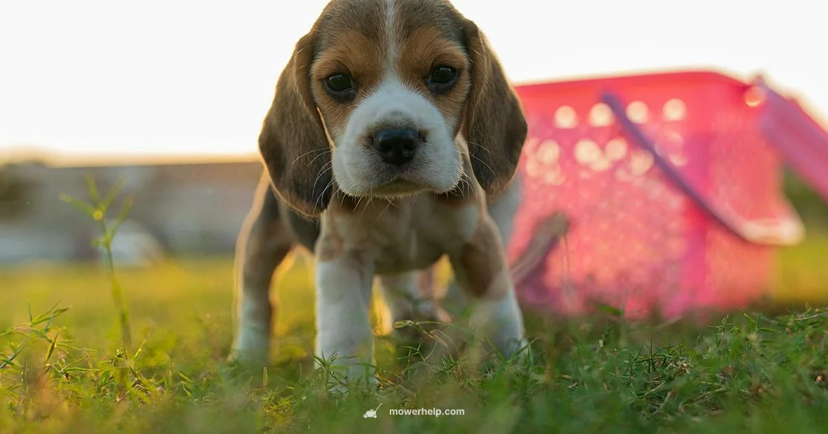 Electric Mower Review - Mower Help