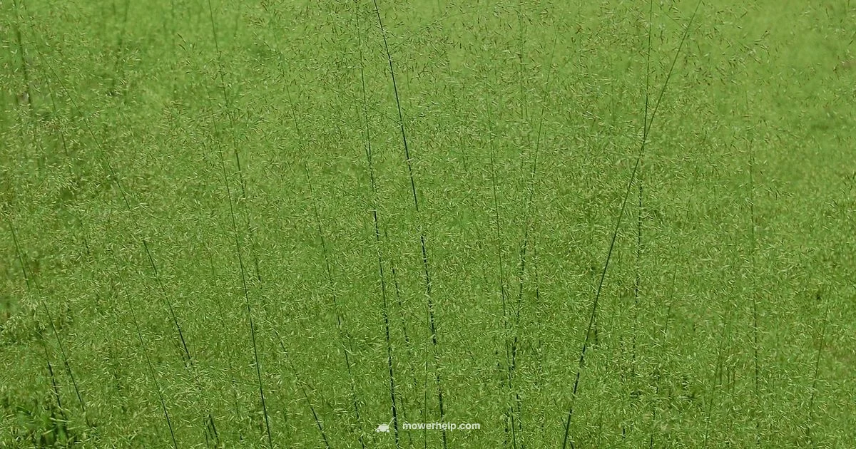 Mower High Lift Blade Mower High Lift Blade - Mower Help