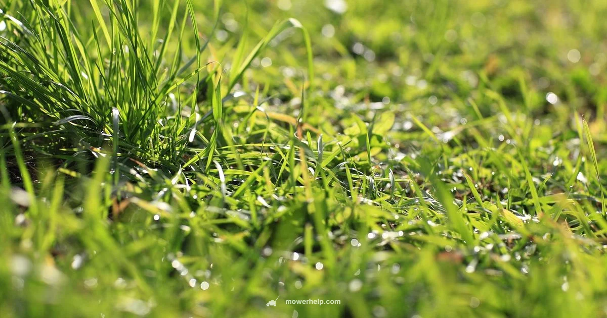 Oil Survival Guide Oil Survival Guide - Mower Help