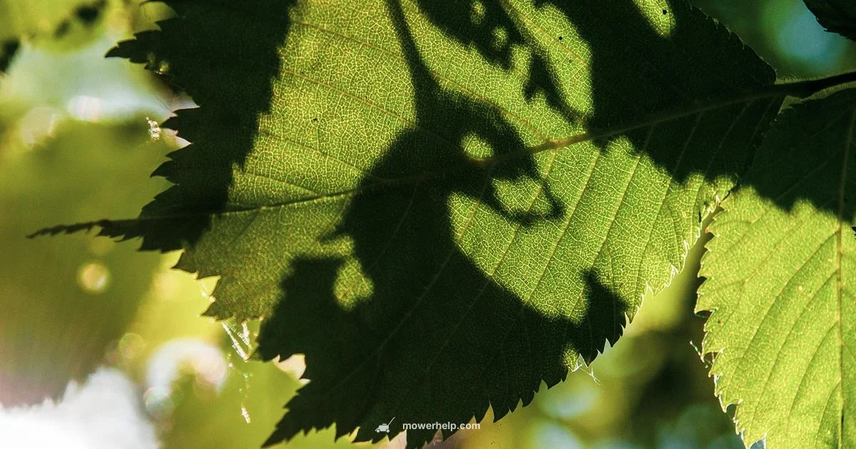 Trimmer vs Weed Eater - Mower Help