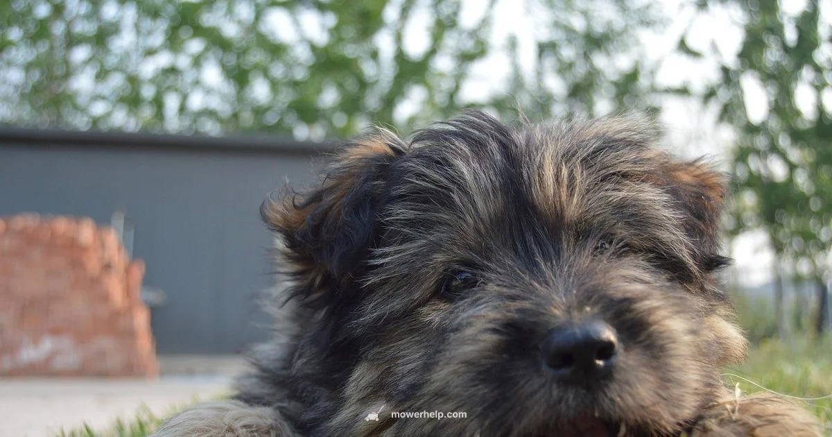 Mower Maintenance - Mower Help